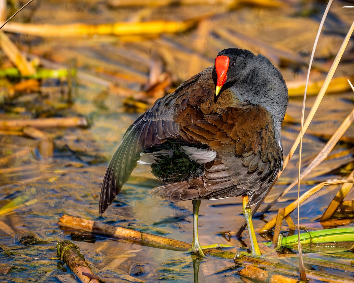 Common Gallinule - George McKeon