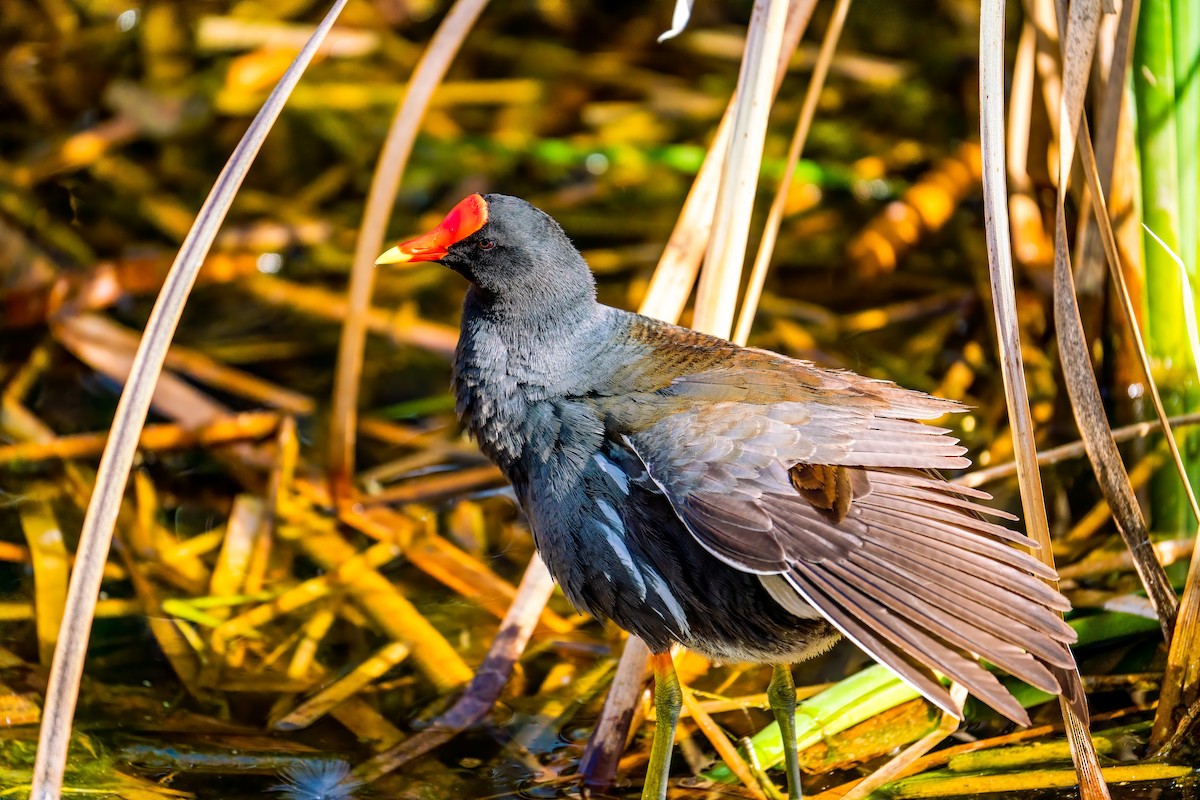 Common Gallinule - George McKeon