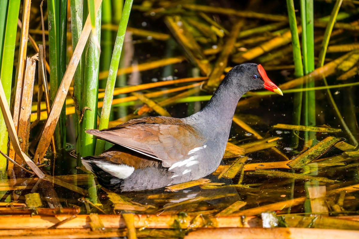 Common Gallinule - George McKeon