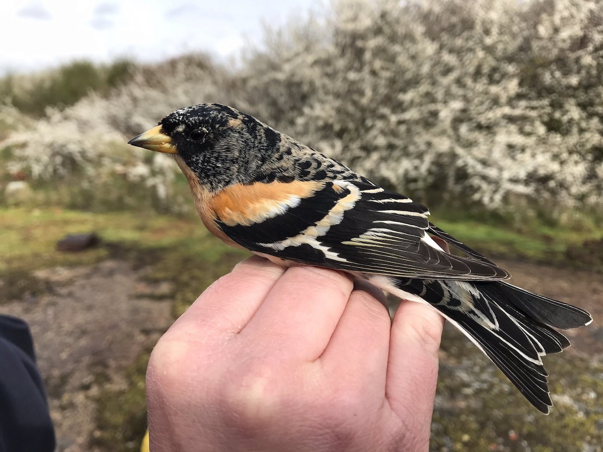 Brambling - ML324774611