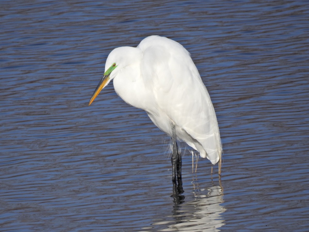 Great Egret - Dave HH