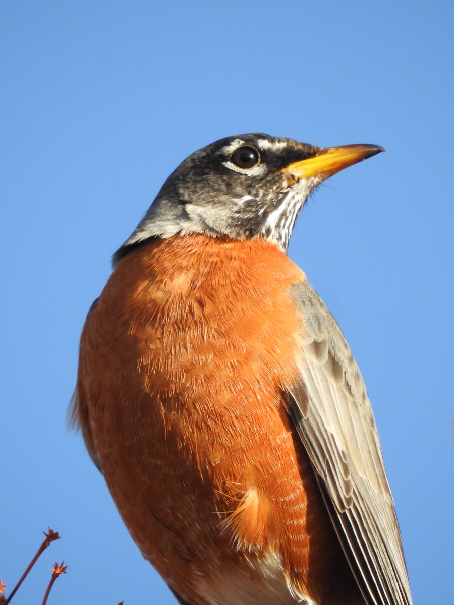 American Robin - Aedyn Loefke