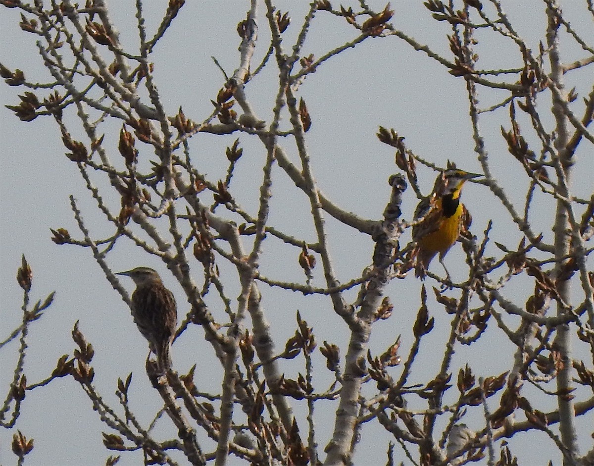 Eastern Meadowlark - ML324776631