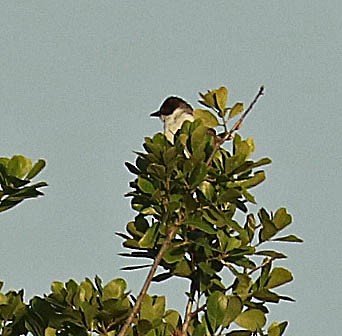 Fork-tailed Flycatcher - Iliana Stokes