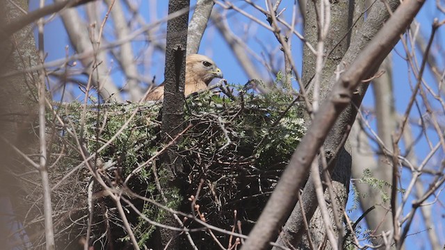 Red-shouldered Hawk - ML324779491