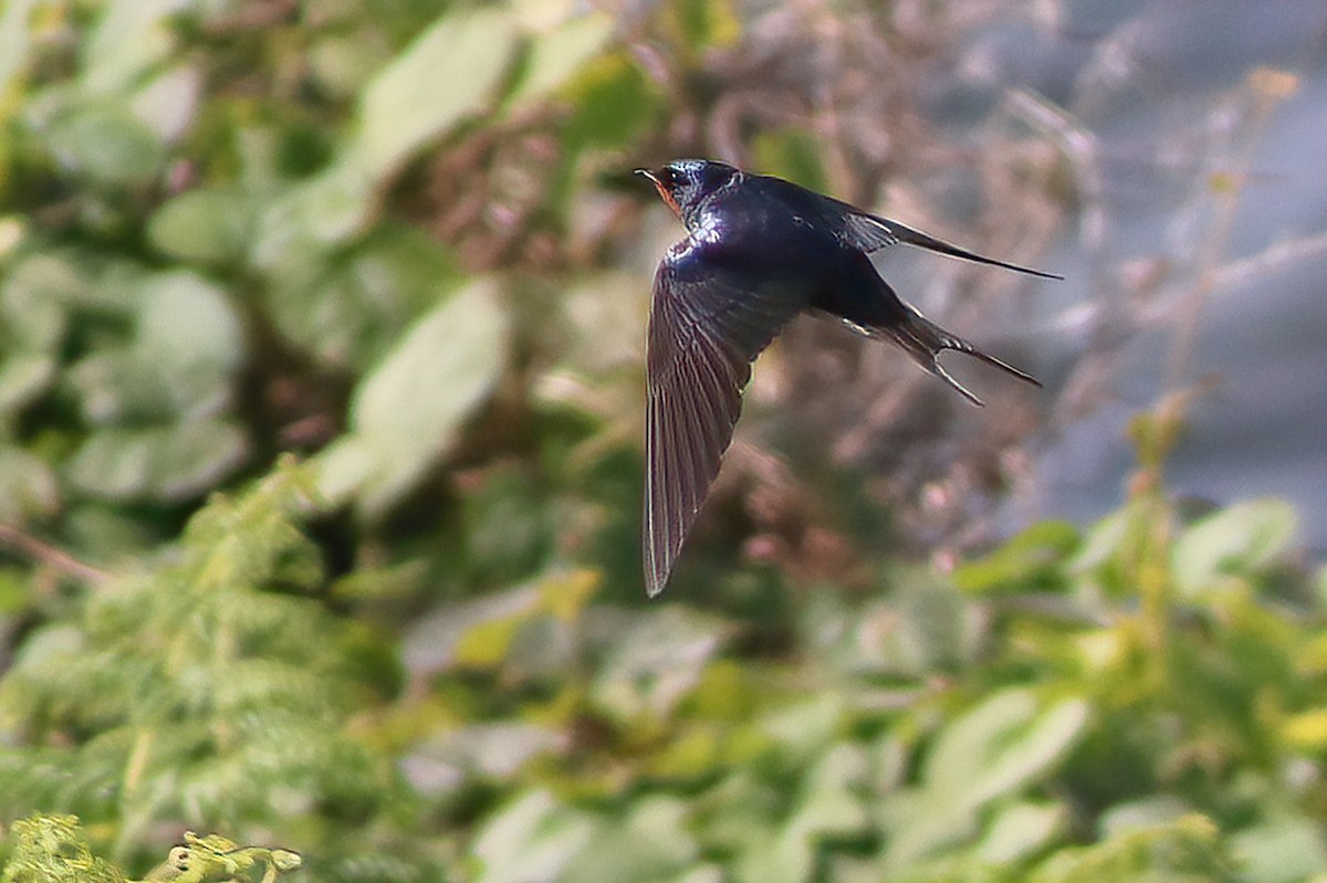 Barn Swallow - ML324781121