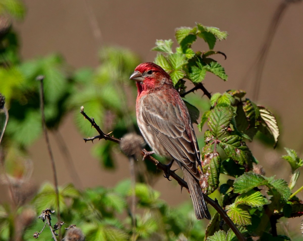 House Finch - ML324781141
