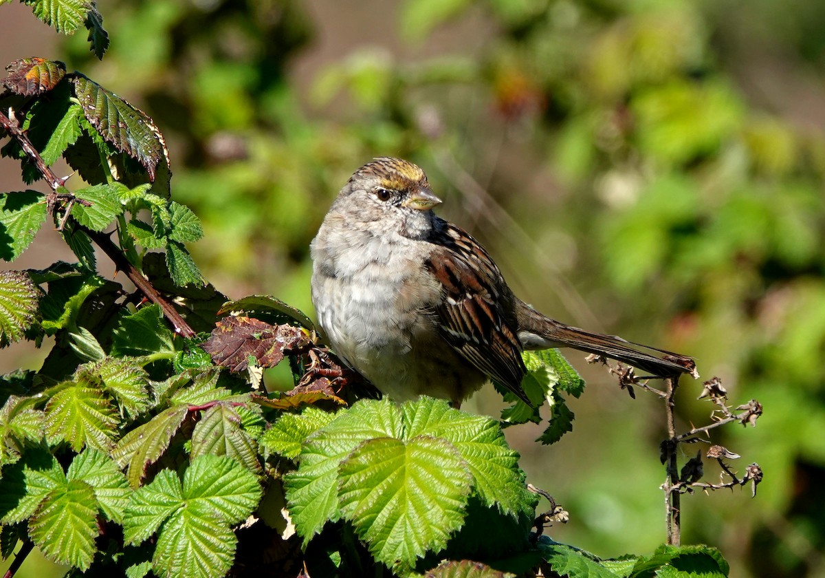 Golden-crowned Sparrow - ML324781291