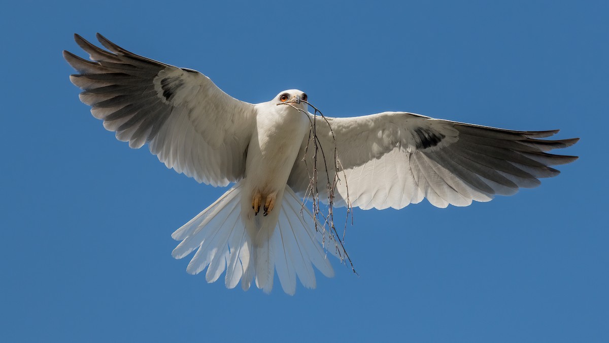 White-tailed Kite - Dan Brown