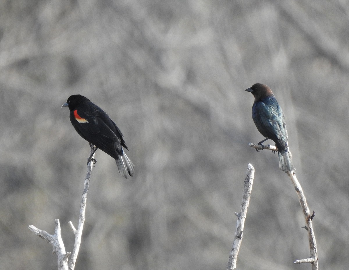 Brown-headed Cowbird - ML324781921