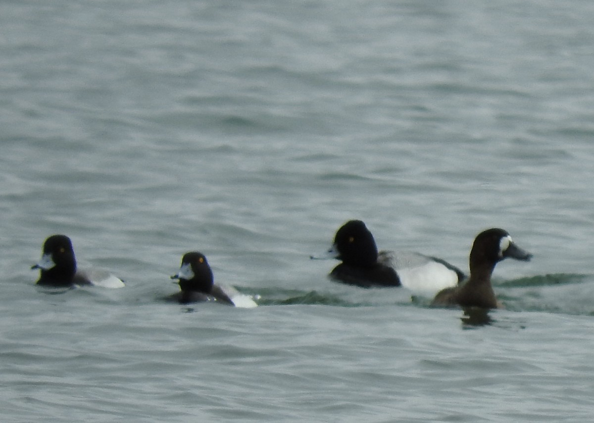 Greater Scaup - ML324782761