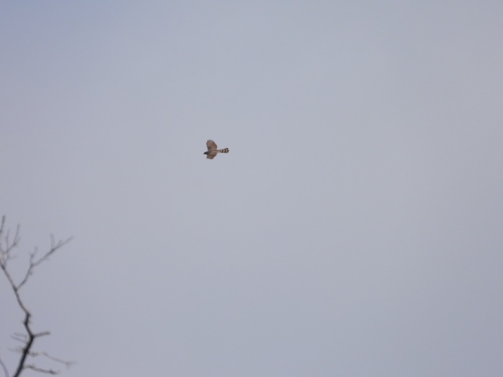 Cooper's Hawk - LF Melliny