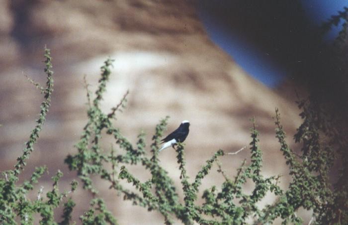 White-crowned Wheatear - ML324785521