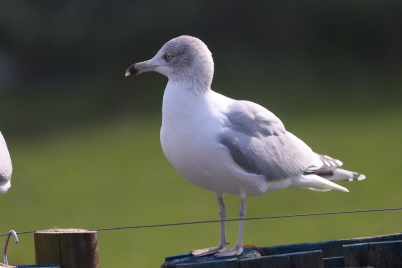 Gaviota Argéntea - ML324787351