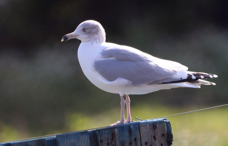 Herring Gull - Kris Webb