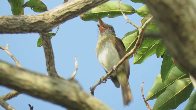 gulgumpattila (flammulatus gr.) - ML324787491