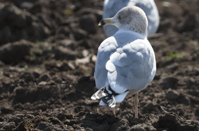 Herring Gull - Kris Webb