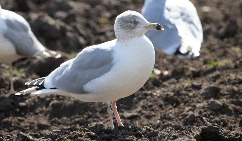 Goéland argenté - ML324787671