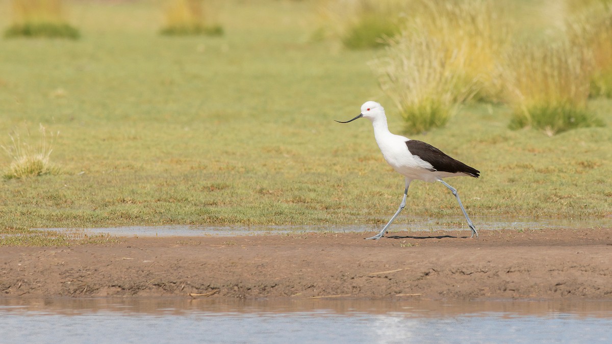 Andean Avocet - ML324789701