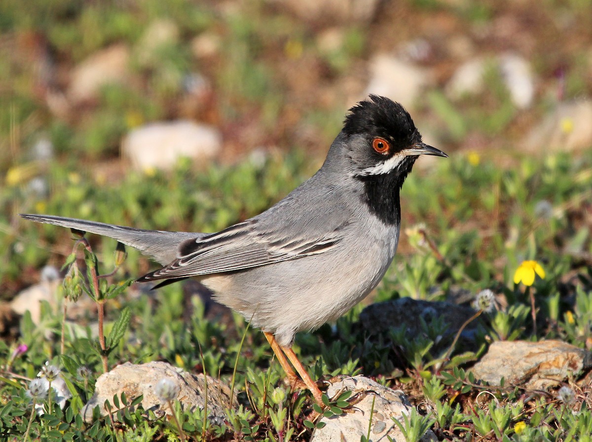 Rüppell's Warbler - Dimitris  Kokkinidis