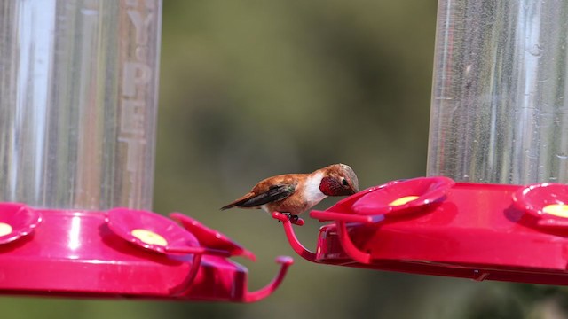 Rufous Hummingbird - ML324790471