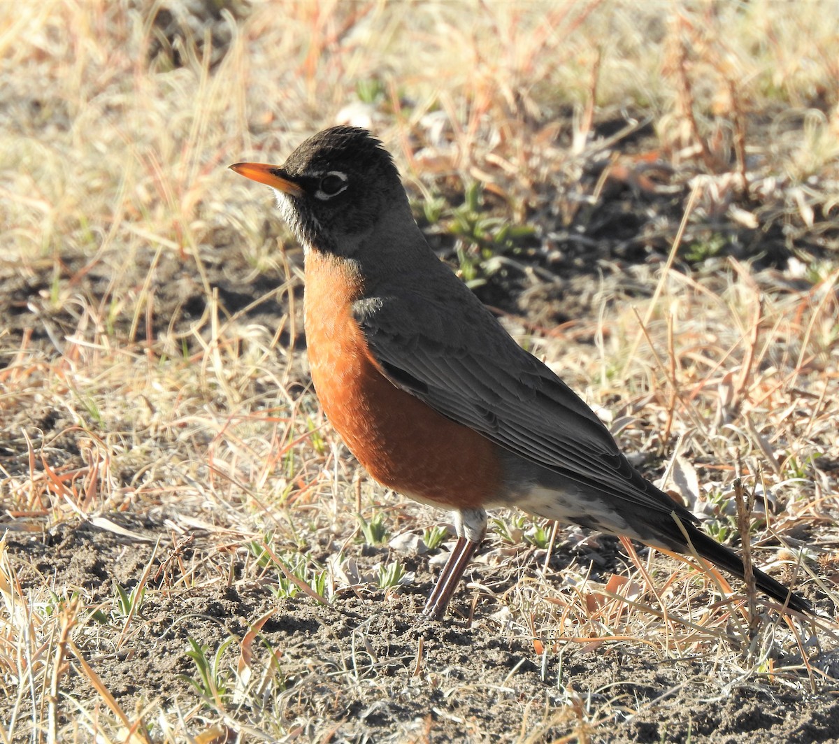 American Robin - ML324791841