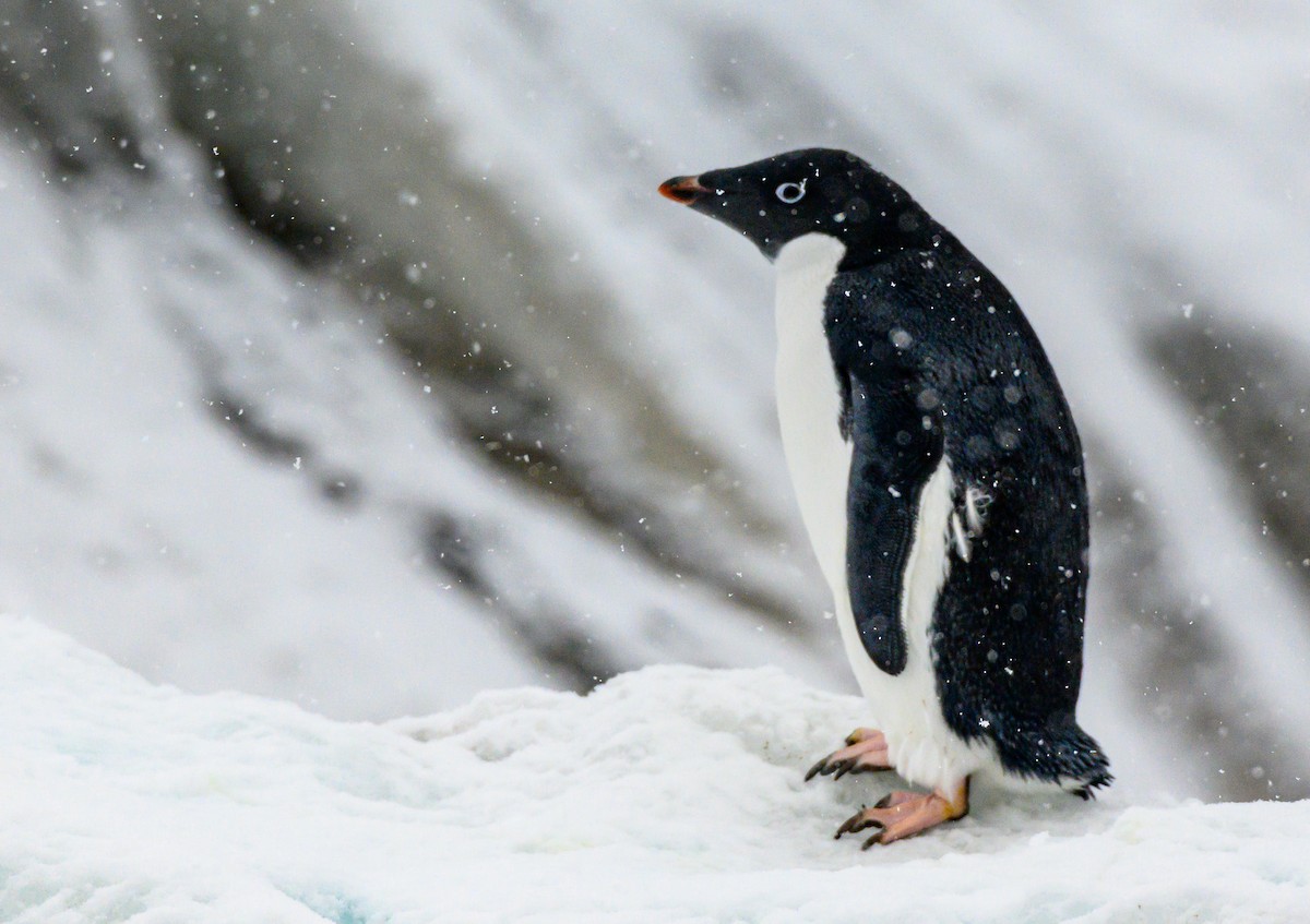 Adelie Penguin - ML324792201