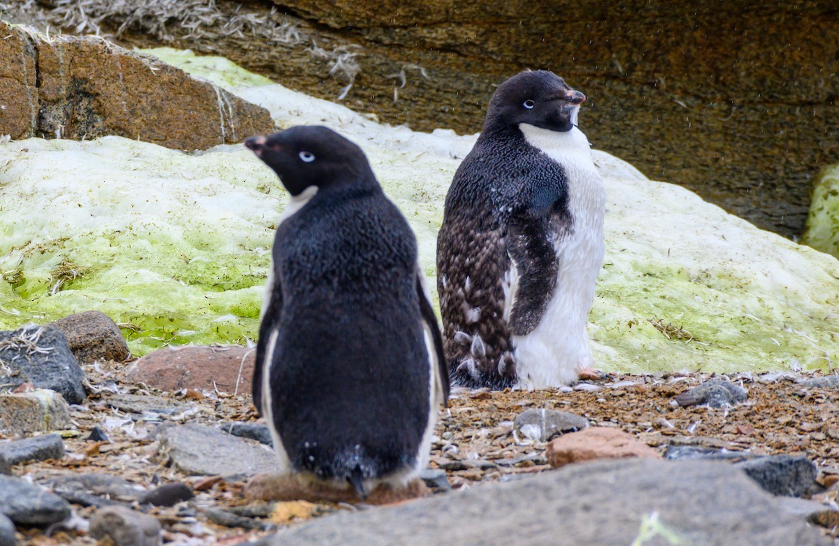 Adelie Penguin - ML324792221