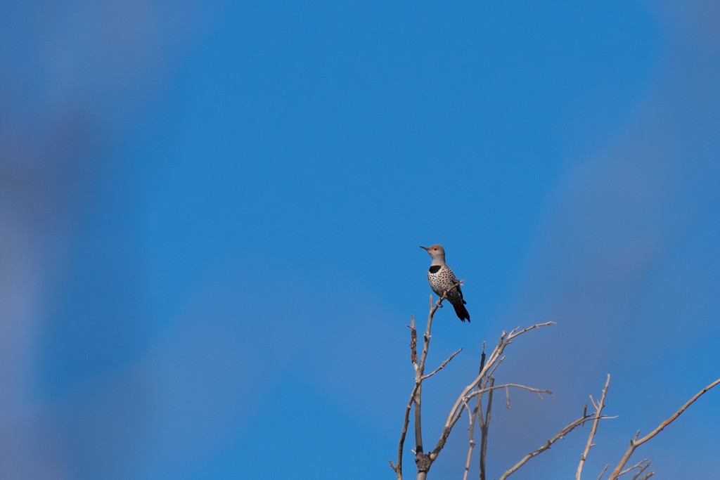 Northern Flicker - ML324794041