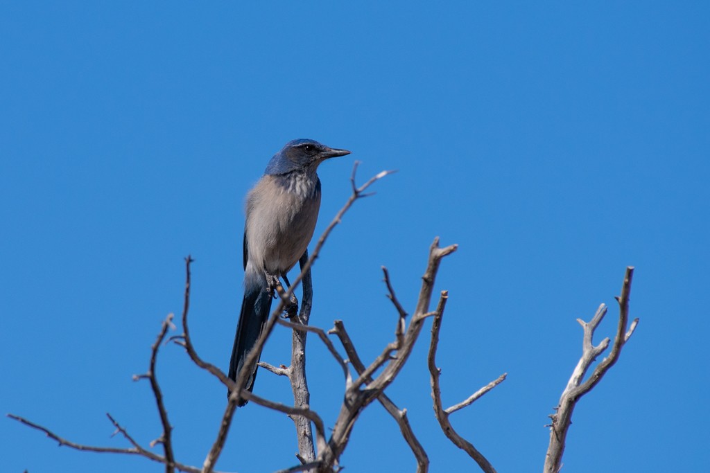 Woodhouse's Scrub-Jay - ML324794151