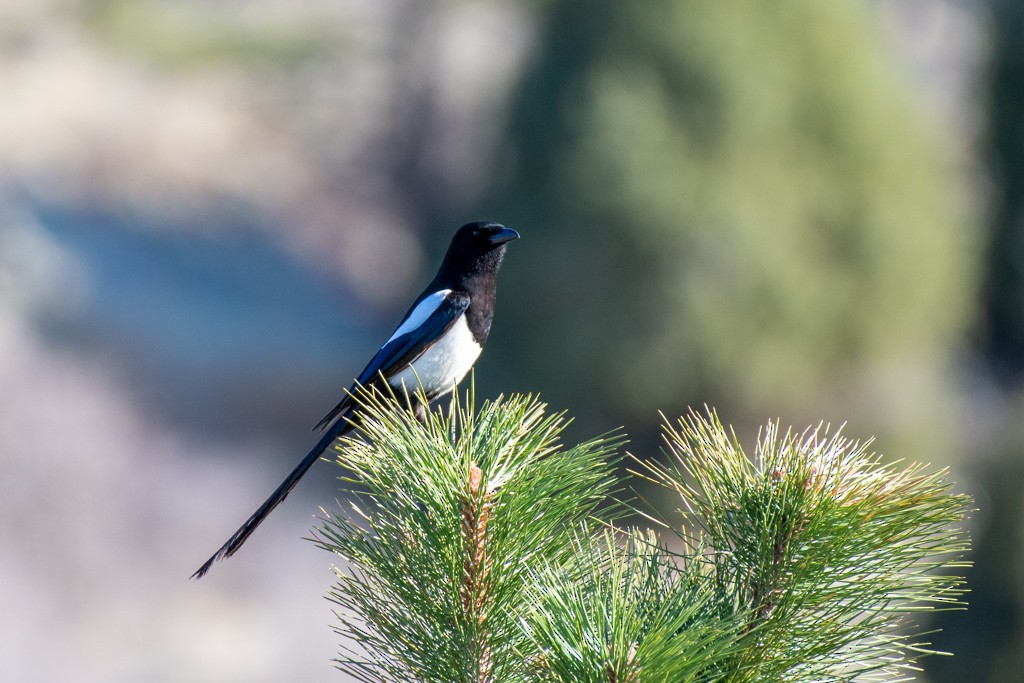 Black-billed Magpie - ML324794281