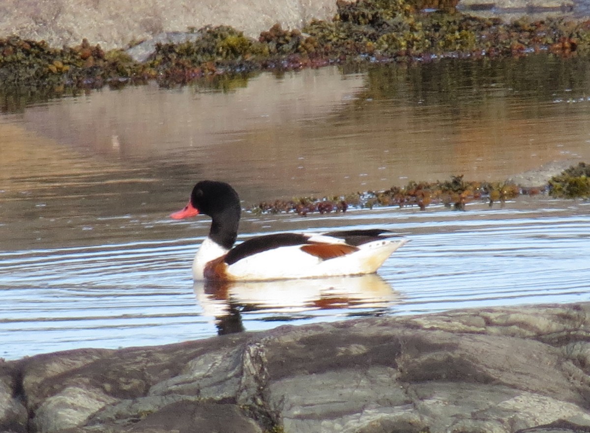 Common Shelduck - ML32479561