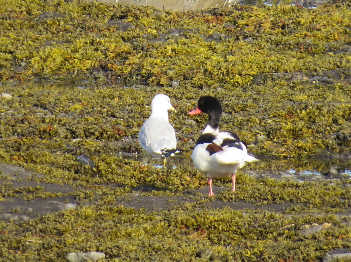 Common Shelduck - ML32479581