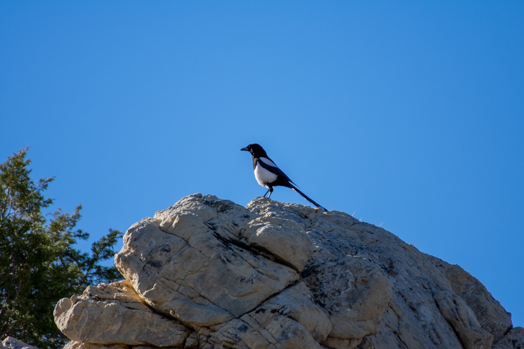 Black-billed Magpie - ML324796321