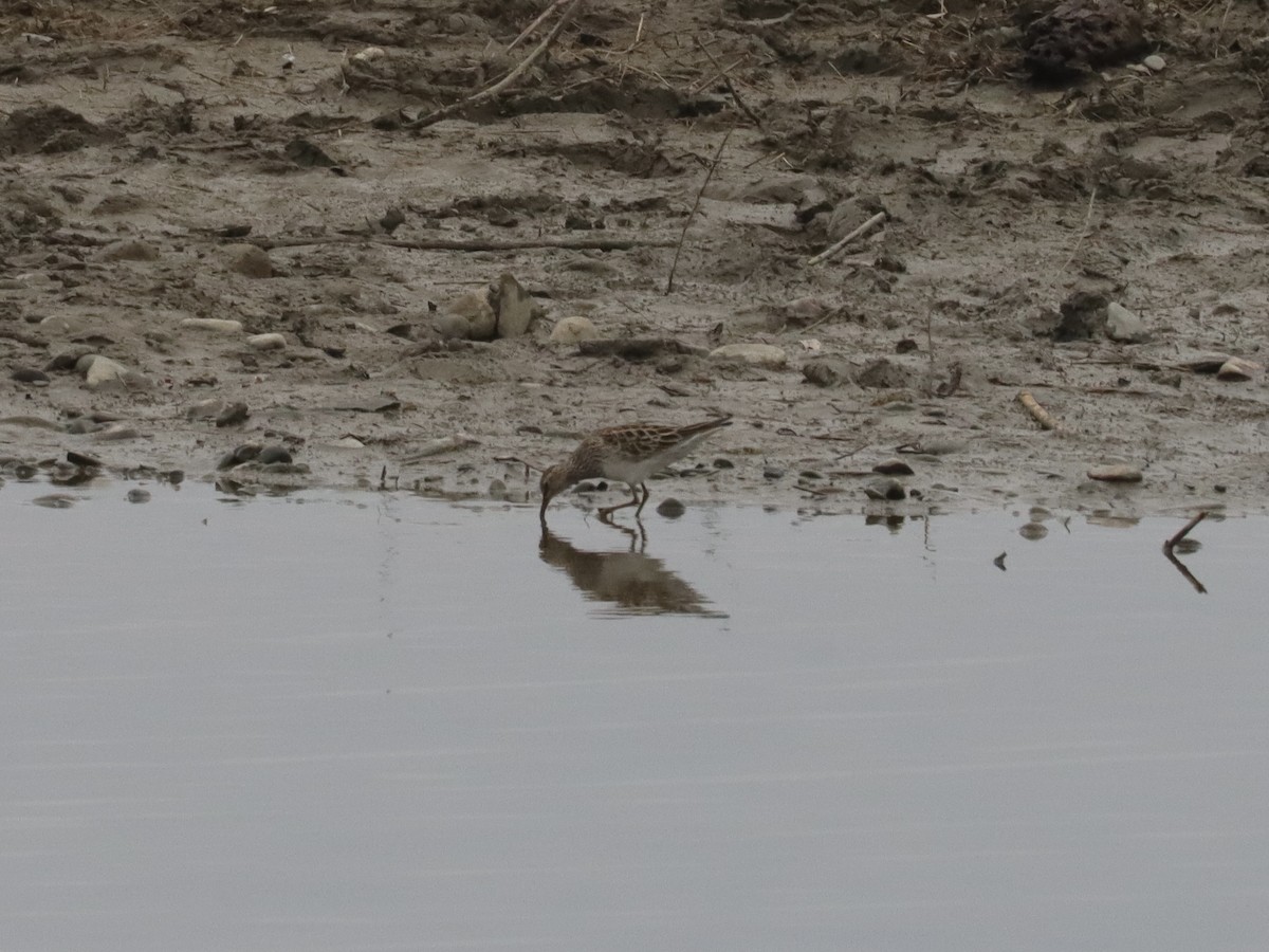 Pectoral Sandpiper - ML324796861