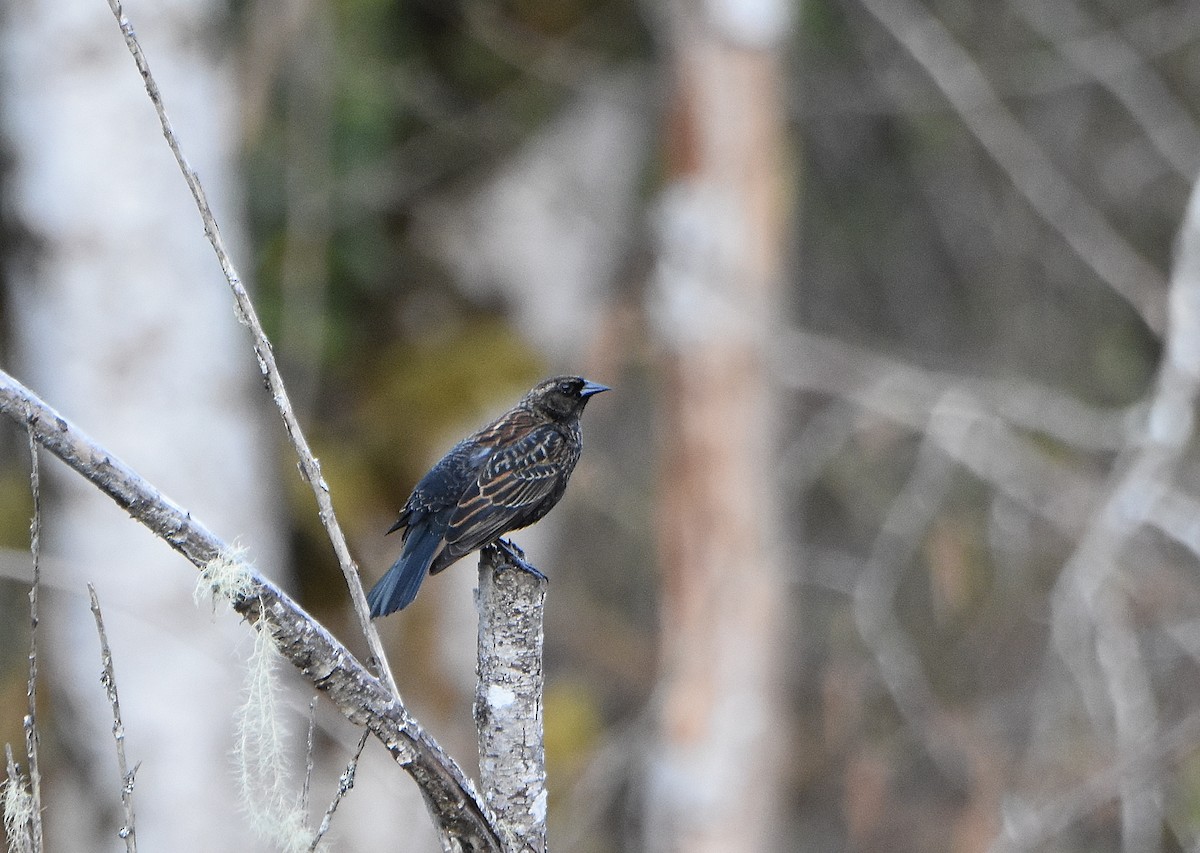 Red-winged Blackbird (Red-winged) - ML324796891