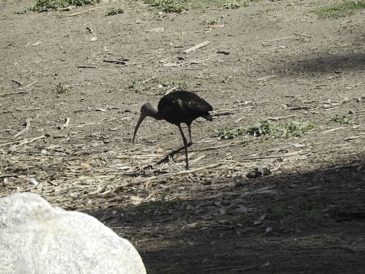 White-faced Ibis - Astrid Taen