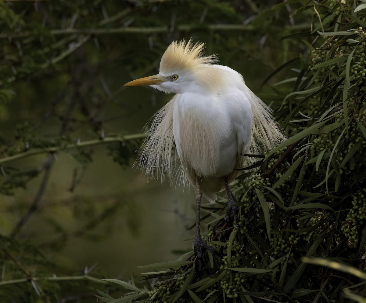 Western Cattle Egret - ML324800571