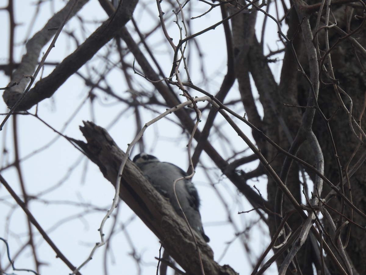 Downy Woodpecker - ML324800871