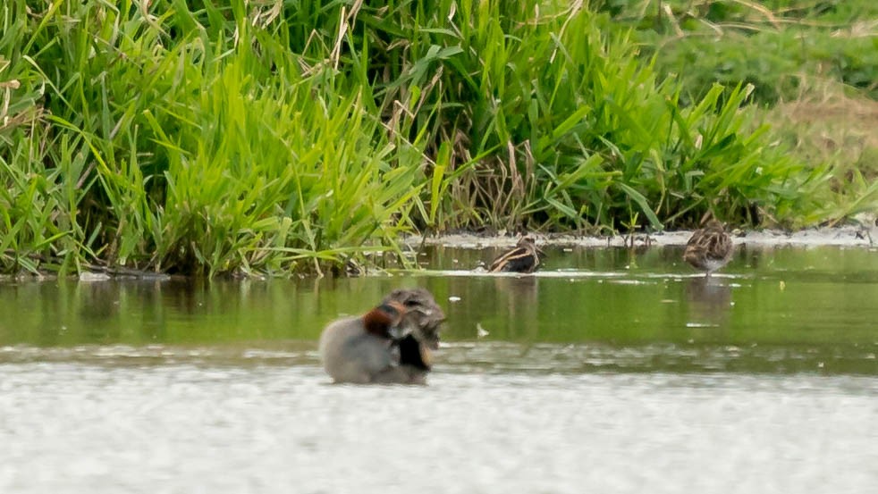 Jack Snipe - ML324803101