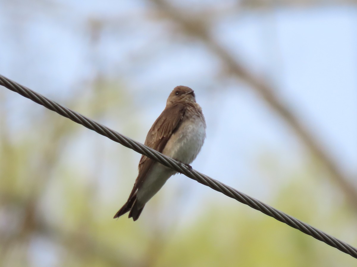 Northern Rough-winged Swallow - ML324804111