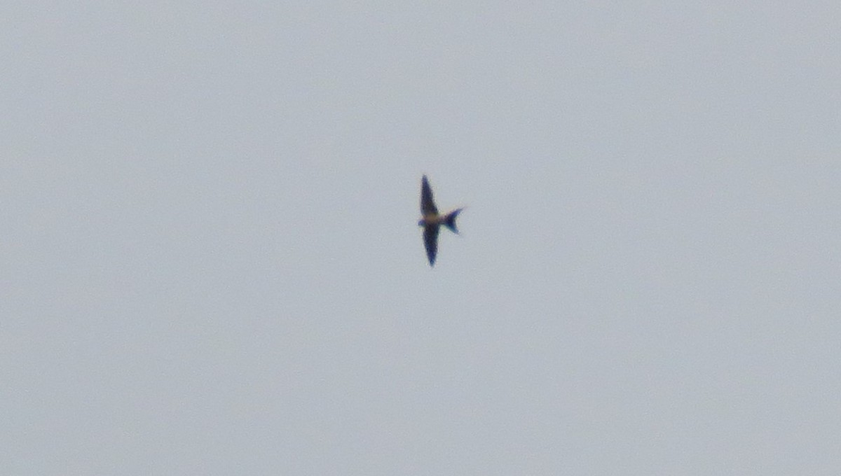 Red-rumped Swallow - Alba Villarroya