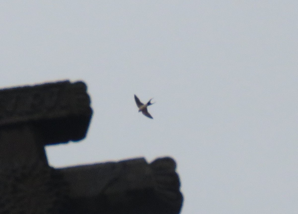 Red-rumped Swallow - ML324805001