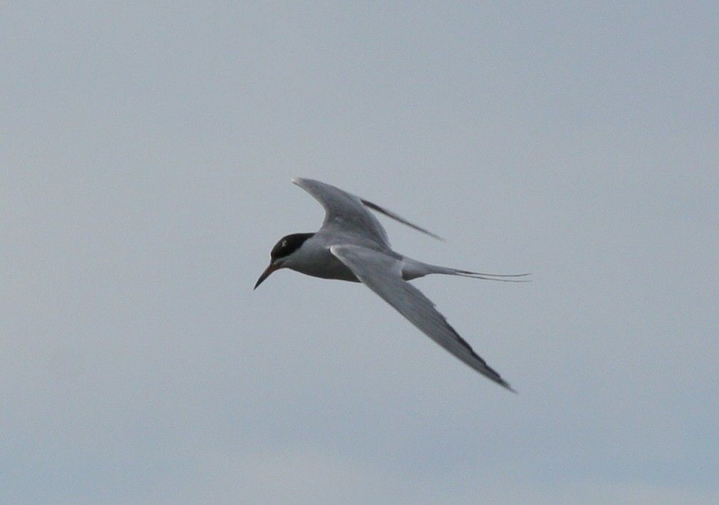 Forster's Tern - Matthew Bowman