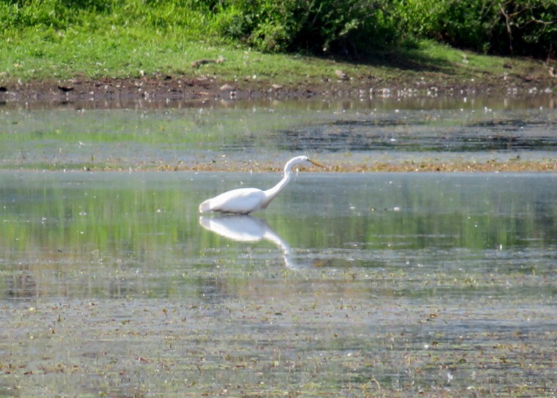 Great Egret - Jeff Harding