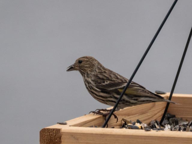 Pine Siskin - ML324807101
