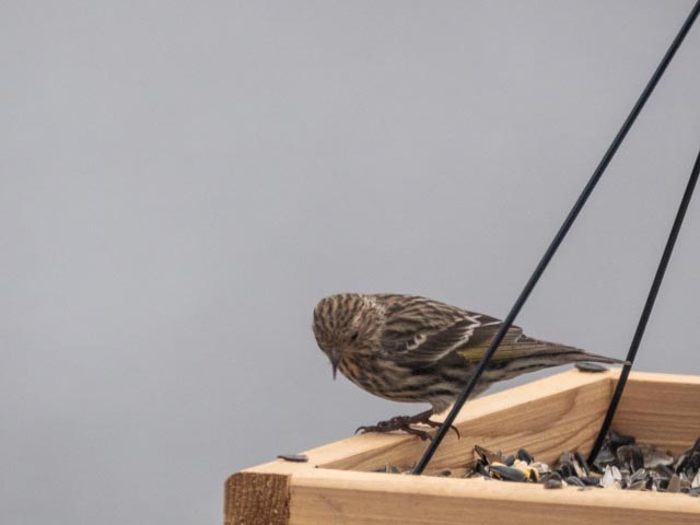Pine Siskin - ML324807111
