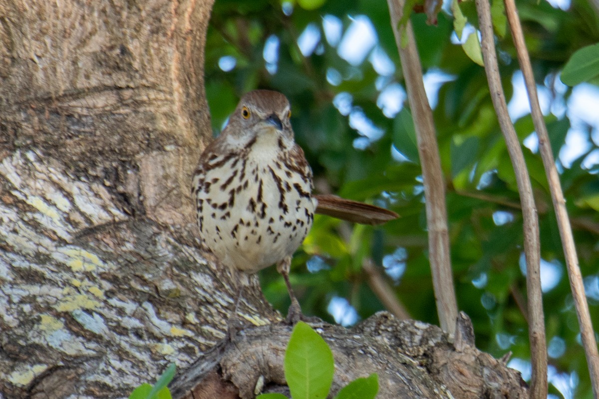 Brown Thrasher - Terry Wells