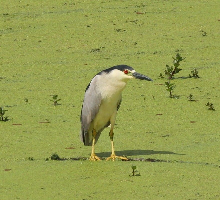 Black-crowned Night Heron - ML32480861