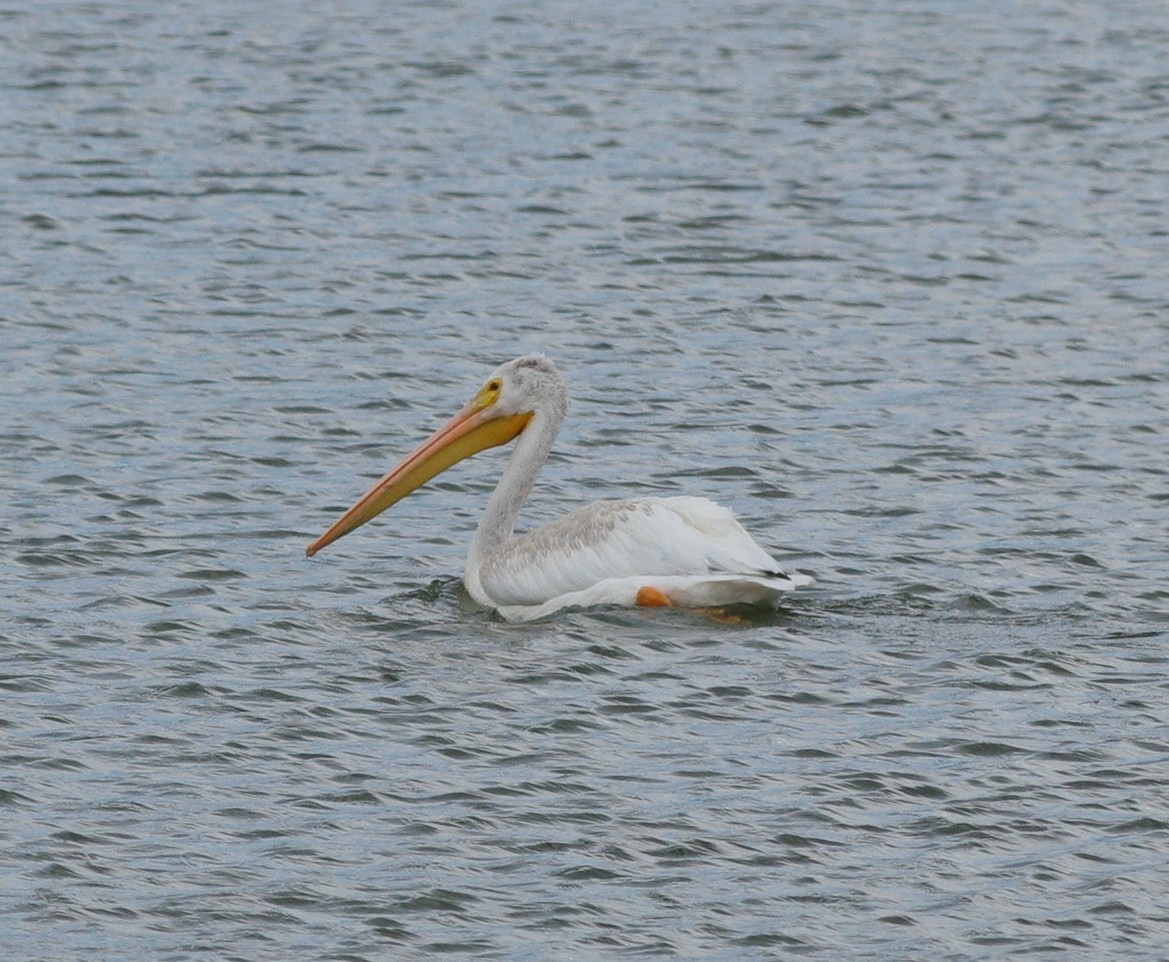 American White Pelican - ML32480901